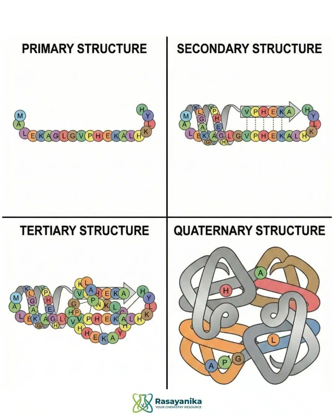 Enzyme Structure Explained: Functions, Types, Classification, and Chemistry