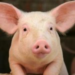pig-young-closeup.jpg.adapt.945.1