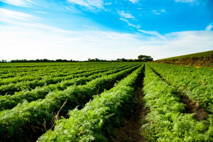 Job Opening @ Punjab Agriculture University- JRF Post