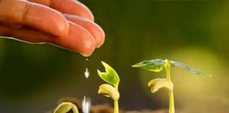 IARI Research Fellow Job Opening 2019 – Application Details