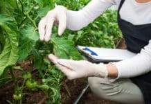 Crop Protection Researcher Post Vacancy @ BASF