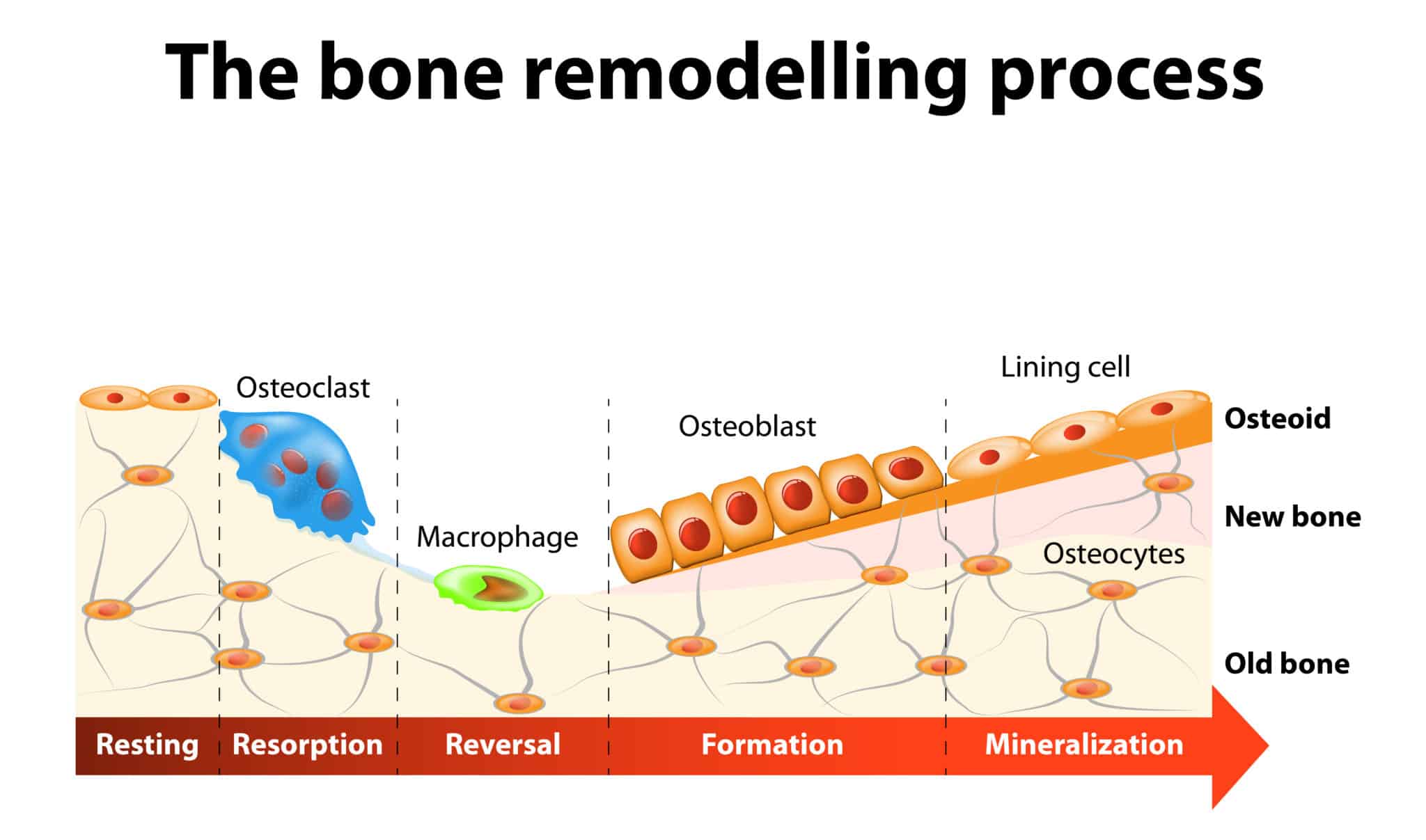 Bone forming stem cells 