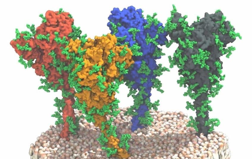 Model Organism For SARS-CoV2