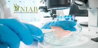 Govt NIAB Pharma Research Fellow Recruitment - Walk in Interview