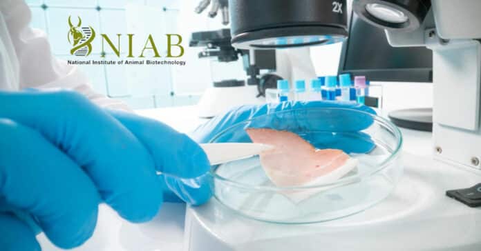 Govt NIAB Pharma Research Fellow Recruitment - Walk in Interview