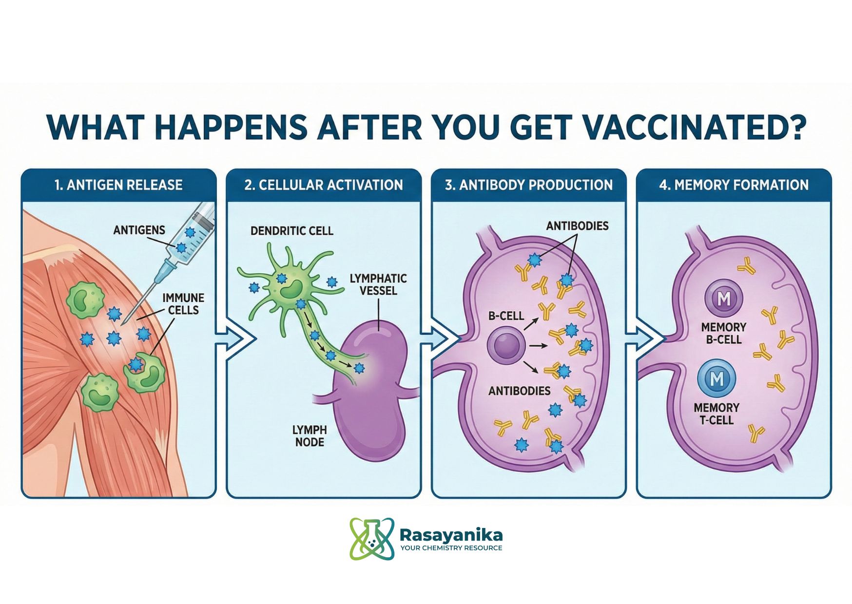 The Hidden Chemistry of Vaccines: How do Vaccines work? Understanding the Vaccine Mechanism of Action
