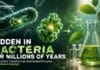 Researchers Redesign a Hidden Bacterial Enzyme Into a Green Catalyst Engineered bacterial enzyme CYP107J1 acting as a green catalyst for sustainable oxidation reactions in biochemical research.